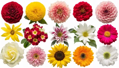 Foto auf Acrylglas big collection of various head flowers yellow pink white and red isolated on white background perfectly retouched full depth of field on the photo top view flat lay © Susan