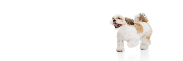 Positive, happy, little purebred shih tzu dog cheerfully running isolated on white studio background. Concept of domestic animals, pet friends, vet, care. Actio and motion. Banner for ad