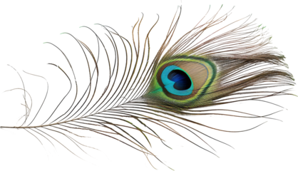 Close Up of a Peacock Feather on a Transparent Background