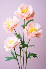 Pink peony flowers on a purple background