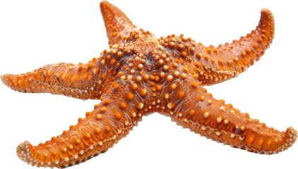 Close Up of a Starfish on a Transparent Background
