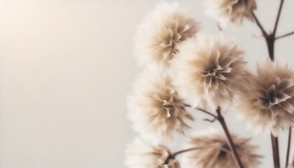 dry fluffy star shape little romantic flowers branch with vintage effect and place for text on light background macro