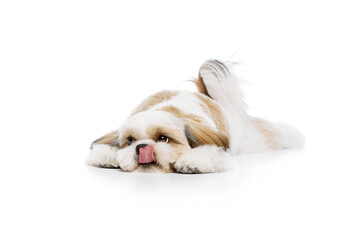 Adorable little purebred shih tzu dog calmly lying on floor and licking muzzle isolated on white studio background. Concept of domestic animals, pet friends, vet, care