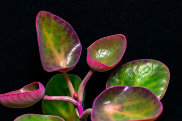 Fototapeta premium Kalanchoe nyikae (family Crassulaceae) - succulent plant with thick succulent leaves