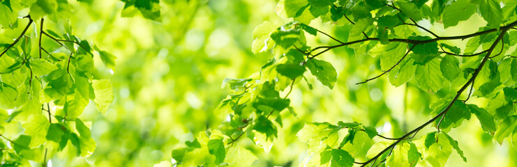Fototapeta na wymiar spring forest - fresh leaves and sun rays