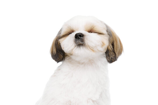 Funny image of cute, adorable purebred shih tzu dog sitting with eyes closed isolated on white studio background. Groomed pet. Concept of domestic animals, pet friends, vet, care