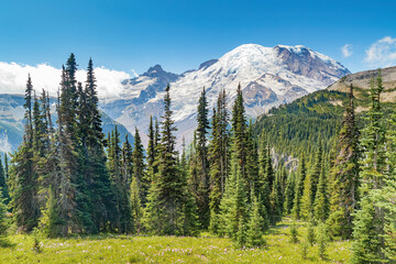 Mountain Rainier mountain and evergreen forest during summer in Washington State, USA.