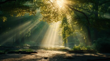Fototapeta na wymiar Sun rays shining through the forest canopy
