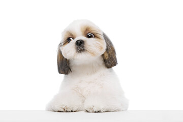 Adorable, funny, little purebred shih tzu dog isolated on white studio background. Wide open eyes. Concept of domestic animals, pet friends, vet, care