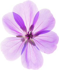 Close Up of Purple Flower on Transparent Background