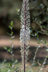 Urginea maritima bulbous tall flowering plant, sea squill maritime onion bright white flowers in bloom