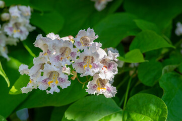 Catalpa bignonioides indian-bean-tree medium sized deciduous ornamental flowering tree, white flowers in bloom on branches
