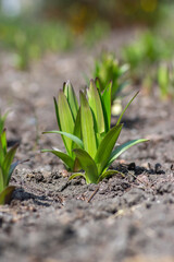Lilium orientalis flowers starting to grow, first leaves on the ground in the dirt during springtime season