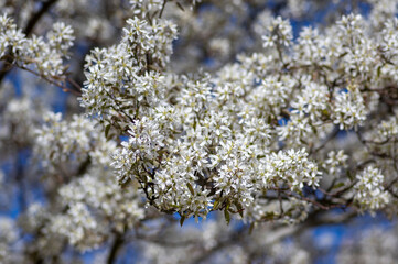 Amelanchier lamarckii deciduous flowering shrub, group of snowy white petal flowers on branches in bloom