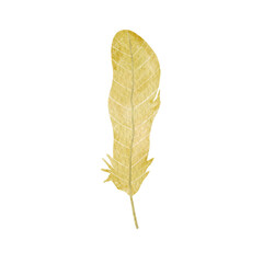 Yellow watercolor feather on white background.