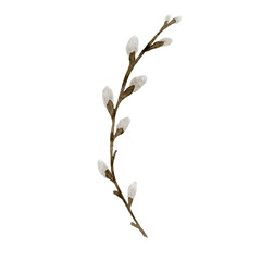 Watercolor pussy willow on white background.