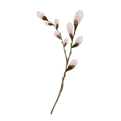 Pink watercolor pussy willow on white background.