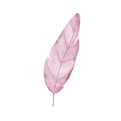Pink watercolor feather on white background.