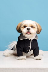 Adorable little purebred shih tzu dog wearing stylish, comfortable jacket, dog's clothes isolated...