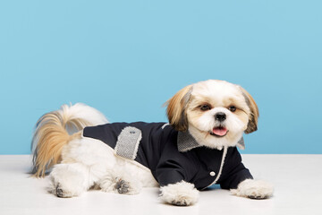 Adorable little purebred shih tzu dog wearing stylish, comfortable jacket, dog's clothes isolated on blue studio background. Concept of domestic animals, pet friends, vet, care