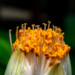 Fototapeta premium Haemanthus albiflos - flower bud with bright yellow stamens