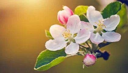 Foto op Canvas apple tree blossom close up white apple flower on natural warm color background © Joseph