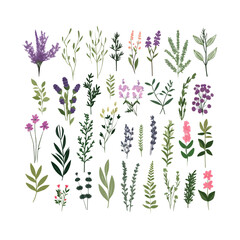 Fototapeta na wymiar Big set with hand drawn Provence herbs and plants, isolated vector illustration in flat style with textures