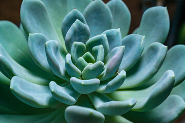 Close-up, succulent leaves of a succulent plant (Echeveria sp.) in a botanical collection