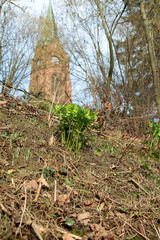 green hellebore, all plant parts are very strongly poisonous