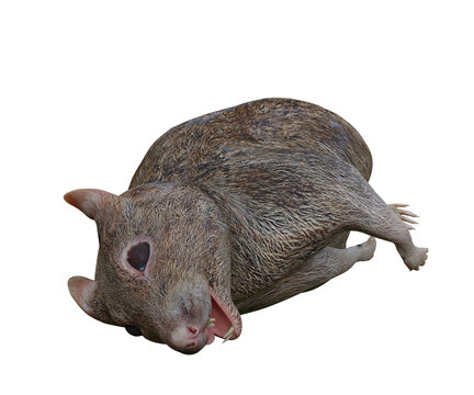 3D rendered dead rat isolated on a transparent background 