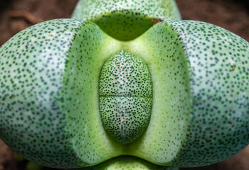 Pleiospilos nelii - succulent succulent plant of two leaves in the collection of a garden