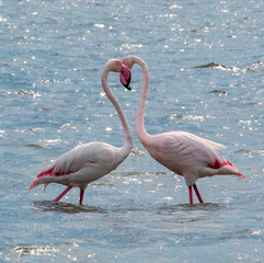 Il Fenicottero di Molentargius, Cagliari. Sardegna.
