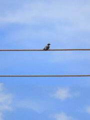 Large swallow (Progne chalybea), perched alone on the highest cable of the two parallel power cables under a blue sky.