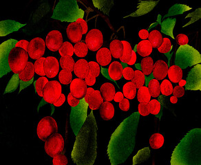 Naklejka premium Ilustracja owoce czereśnie wiśnie na gałęziach zielone liście czarne kontrastowe tło. 