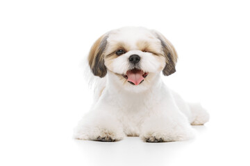 Winking. Little, cute, smilign purebred shih tzu dog with one eye close lying with tongue sticking...