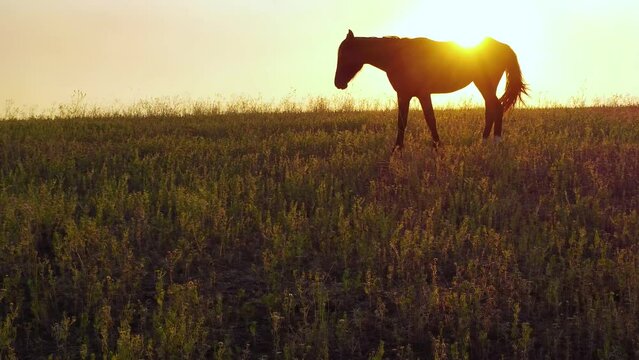 silueta de caballo en el horizonte de la pradera al atardecer