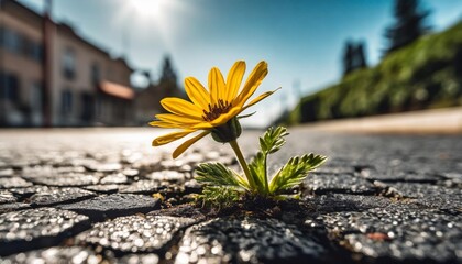 a close up of a resilient flower pushing through the hard asphalt of a street showcasing the strength and determination of nature to thrive in challenging environments