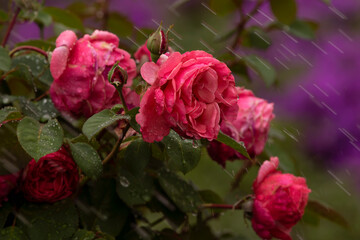 Beautiful water drops and spray freshen garden roses at Queen Elizabeth Park Rose Garden in Vancouver, British Columbia, Canada