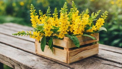 beautiful yellow bells of blooming lysimachia vulgaris garden loosestrife yellow loosestrife or garden yellow loosestrife bouquet in wooden box in summer botanical garden