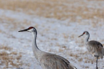 Selected Focus on Sandhill Crane in snowy New Mexico field at Valle de Oro National Wildlife Refuge 