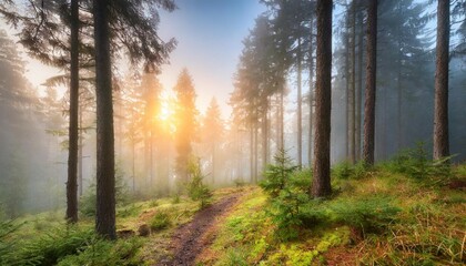 sunrise in a misty coniferous forest