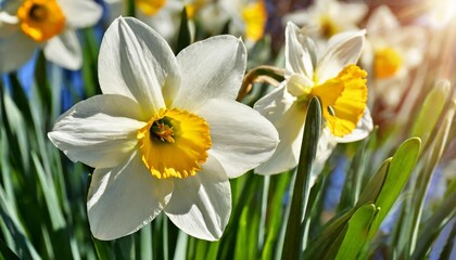 bright beams of the day sun do white petals and a yellow crown of flowers of narcissuses transparent