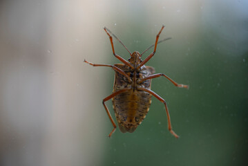 The beetle is photographed from below on the glass. Some places are blurry