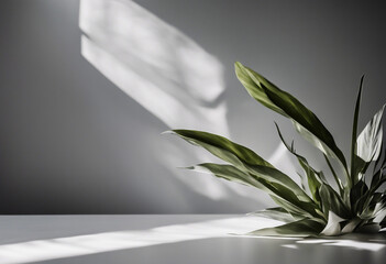 Tropical plant  in the corner of soft gray table background Shadows on the grey wall Natual ingredients product presentation