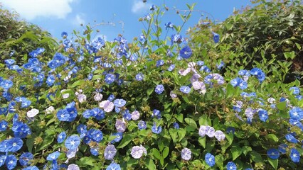 Blue flowers natural background in summer