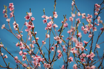 Pink blossom spring tree. Spring flowers with blue background. pink Sakura blossoms over a backdrop of a blue sky. peach flowers. 