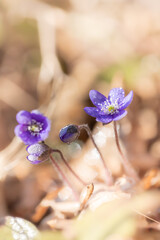 Fioletowe kwiaty, sezon wiosenny, leśne przylaszczki (Hepatica nobilis)	 - obrazy, fototapety, plakaty