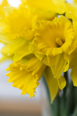 Żółty narcyz, bukiet wiosenny, kwiaty na Wielkanoc - obrazy, fototapety, plakaty