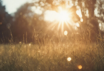 Bright sun in spring meadow field