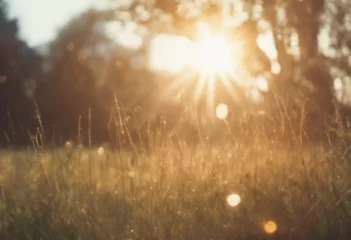 Blickdicht rollo Wiese, Sumpf Bright sun in spring meadow field